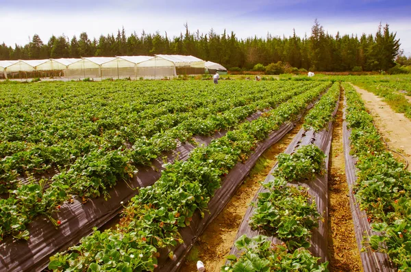 Utomhus Visa rader med jordgubbsplantor i ett jordgubbsland — Stockfoto