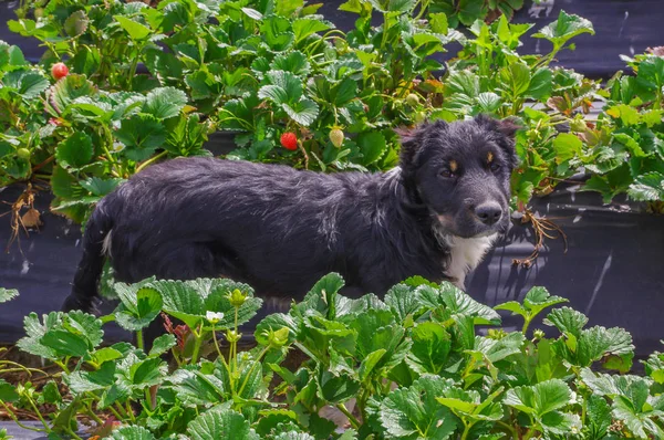 Close up van een mooie zwarte hond in een aardbei veld — Stockfoto