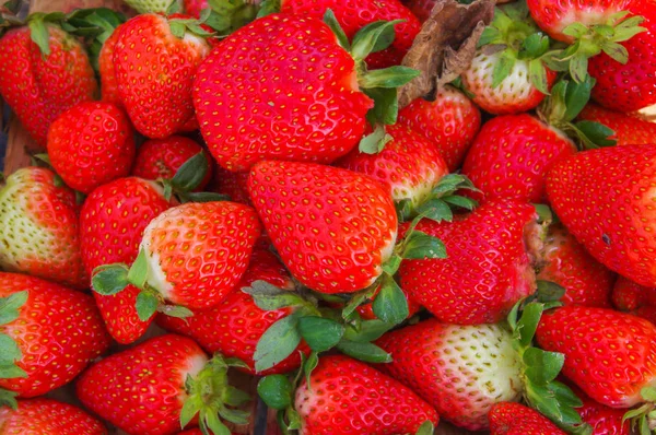 Bovenaanzicht van smakelijke Ecuadoraanse aardbeien vers verzameld — Stockfoto