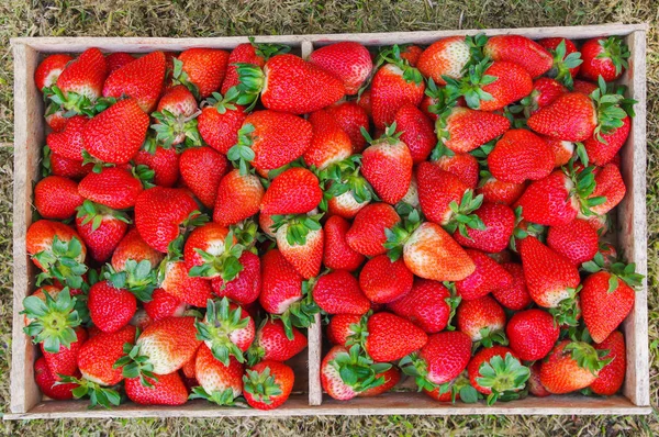 Top view of tasty ecuadorian strawberries freshly collected on a wooden box — Stock Photo, Image