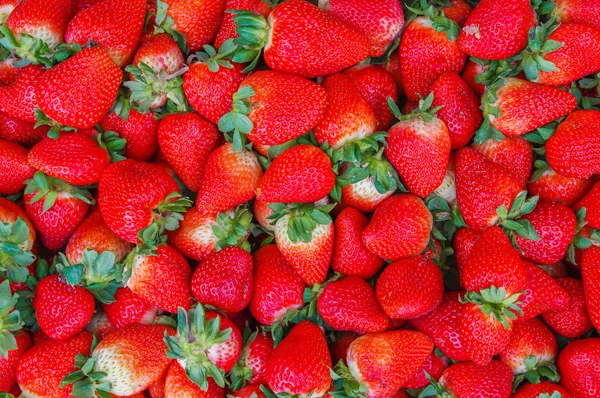 Το Top view νόστιμα φράουλες Εκουαδόρ πρόσφατα συλλέγονται — Φωτογραφία Αρχείου