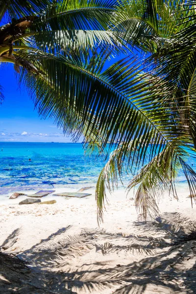 Palmeras en Johnny Cay, Isla de San Andrés, Colombia en un hermoso fondo de playa — Foto de Stock