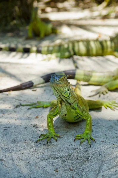 Primer plano de una hermosa iguana verde descansando sobre una arena en la playa de San Andrés — Foto de Stock