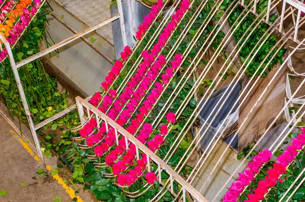 Vista superior de rosas rosadas y naranjas colgando de una estructura metálica dentro de una fábrica de flores ubicada en Ecuador —  Fotos de Stock