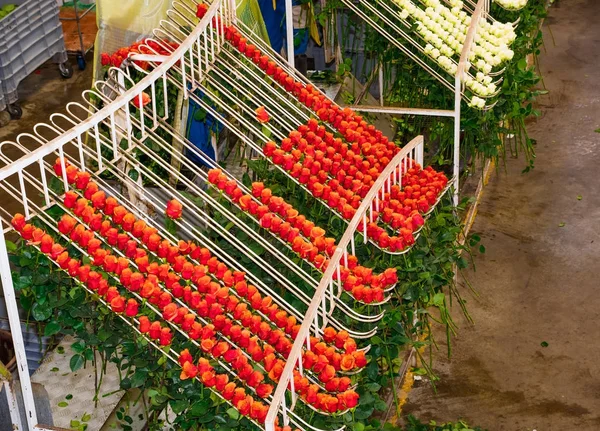 Above view of orange roses hanging from a metallic structure inside of a flower factory located in Ecuador