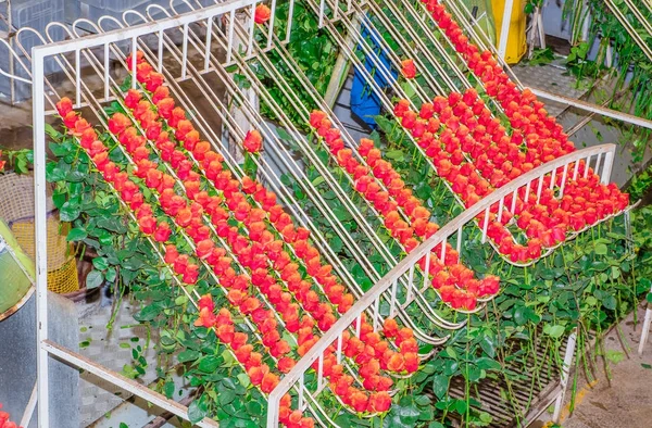 Ovanför vyn av orange rosor hängande från en metallisk struktur inuti en blomma fabrik belägen i Ecuador — Stockfoto