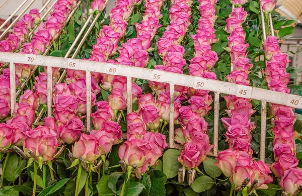 Close up of pink roses in a row hanging from a metallic structure inside of a flower factory located in Ecuador