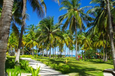 Palmiye ağaçlarında Johnny Cay, Island San Andres, Colombia