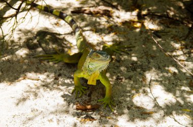 Güzel bir Yeşil İguana San Andres plaj beyaz kum üzerinde dinlenme yakın çekim
