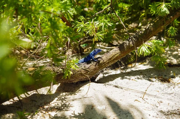 Close up de uma bela iguana azul posando sobre um ramo dentro de uma floresta na praia de San Andres — Fotografia de Stock