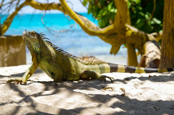 Primer plano de hermosa iguana verde solitaria descansando sobre una arena en la playa de San Andrés en un hermoso fondo arrugado — Foto de Stock