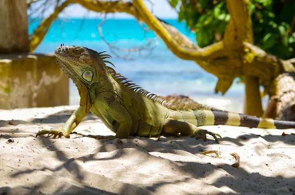 Close up of a beautiful green iguana resting over a sand in San Andres beach in a beautiful burred nature background — стоковое фото