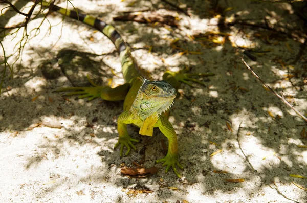 Close up van een prachtige groene leguaan rusten over een witte zand in san Andres strand — Stockfoto