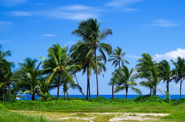Palmeiras em San Andres, Colômbia em um belo fundo de praia — Fotografia de Stock