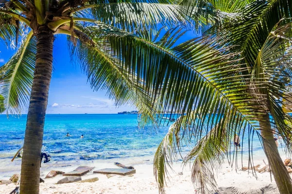 Palme a Johnny Cay, Isola di San Andres, Colombia in un bellissimo sfondo di spiaggia — Foto Stock