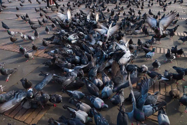 Close up of dozens of pigeons in Bolivar square in Bogota, Colombia, Latin America — Stock Photo, Image