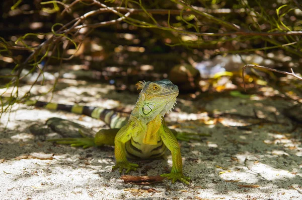 Nahaufnahme eines grünen Leguans, der sich am Strand von San Andrés auf einem Sand ausruht — Stockfoto