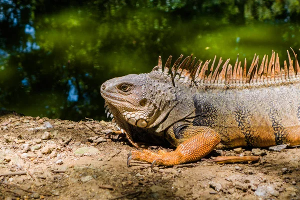 Nahaufnahme eines wunderschönen Leguans, der in der Nähe eines künstlichen Teichs in einem botanischen Gewächshaus in Medellin ruht — Stockfoto