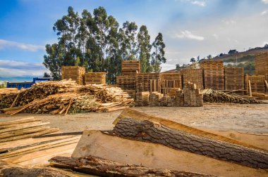 Açık, Lago San 2700 m rakımda bulunan Pablo, yere yakın bazı dalları acomodated görünümünü