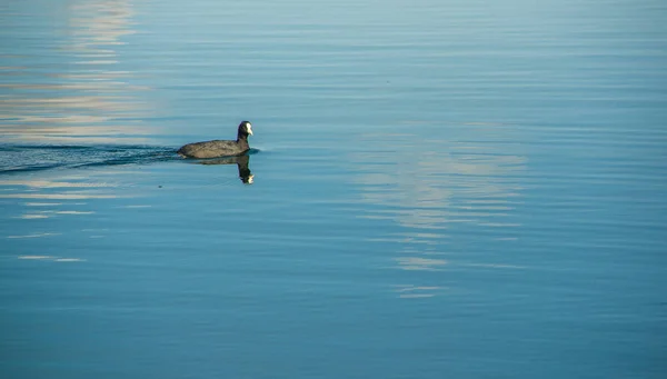 Pato nadando en el lago San Pablo en medio del valle — Foto de Stock