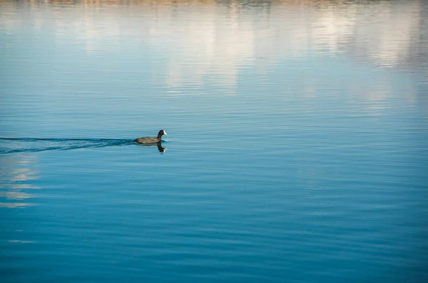 Zewnętrzny widok kaczka, pływanie w lake San Pablo w środku doliny — Zdjęcie stockowe