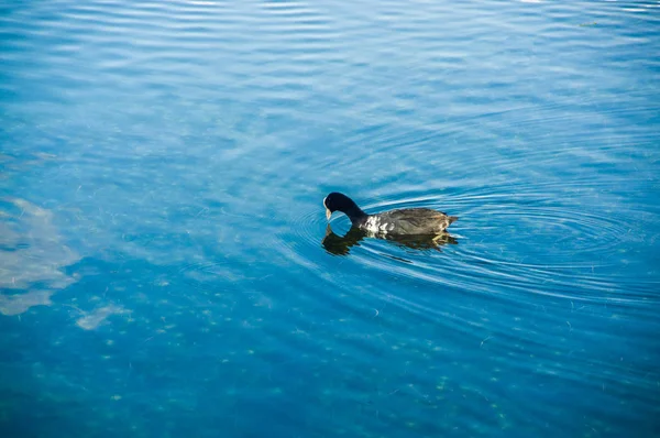 Pato nadando en el lago San Pablo en medio del valle — Foto de Stock