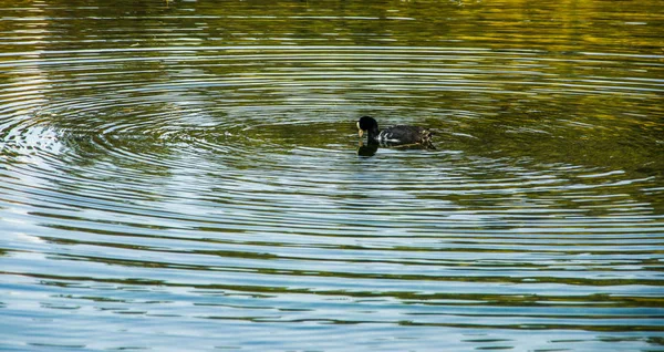 Kaczka, pływanie w lake San Pablo w środku doliny — Zdjęcie stockowe