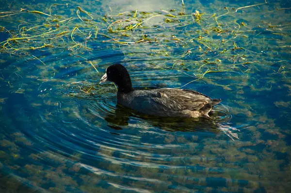 Primer plano de pato nadando y comiendo plantas acuáticas en el lago San Pablo en medio del valle — Foto de Stock