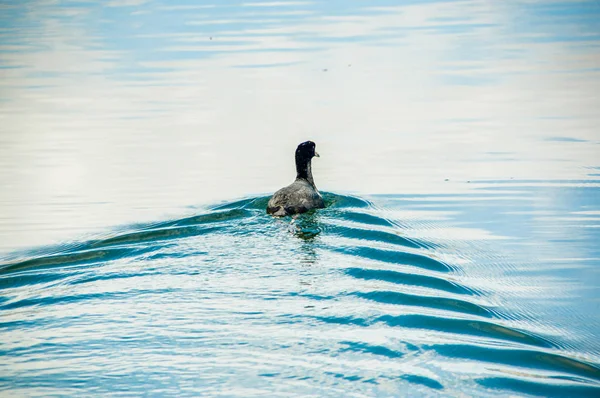 Zewnętrzny widok kaczka, pływanie w lake San Pablo w środku doliny — Zdjęcie stockowe