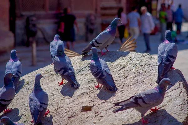 Close up of flock of pigeons standing over a carved rock at Durbar square near old hindu temples in Kathmandu, Nepal — Stock Photo, Image