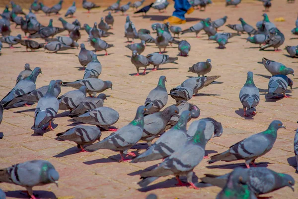 Close up of flock of pigeons at Durbar square near old hindu temples in Kathmandu, Nepal — Stock Photo, Image