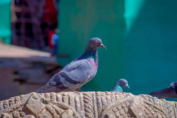 Nahaufnahme einer Taubenschar, die auf einem geschnitzten Felsen am Durbar-Platz in der Nähe alter hinduistischer Tempel in Kathmandu steht, Nepal — Stockfoto