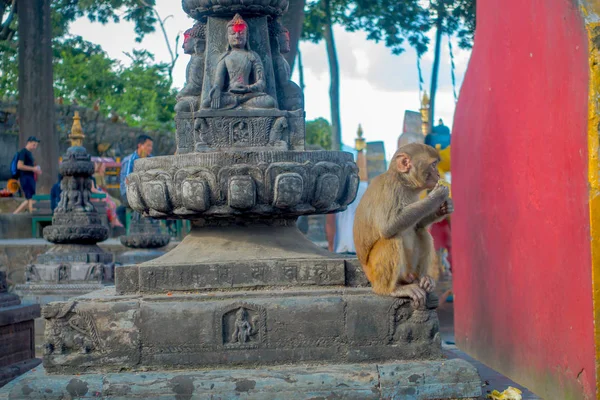 Káthmándú, Nepál 15 října 2017: Rodina opic, sedí u venku s modlitebními praporky v blízkosti swayambhunath stúpa, Nepál — Stock fotografie