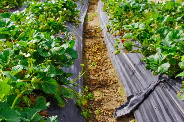 Närbild på många jordgubbsplantor med blommor och frukter som växer i ett jordgubbsland — Stockfoto