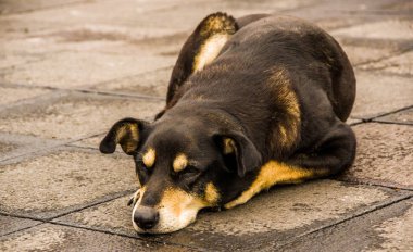 Quito, Ekvator Kasım, 28, 2017: Açık bir melancolic köpek metalik eski yapısını bir binanın tepesinde bir horoz görünümünü eski kasaba Quito içinde Kuzey Ekvator tarihi merkezinde yer alan