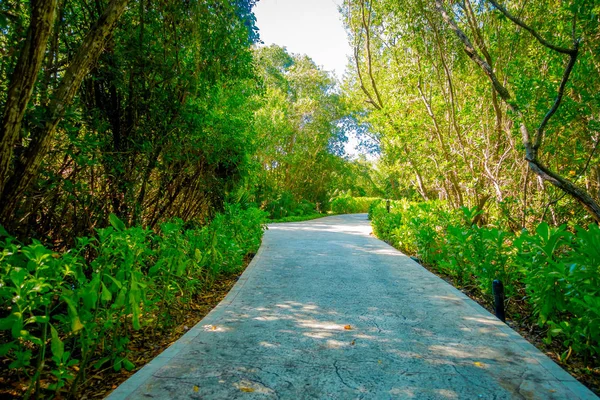 Caminho de pedra bonita em torno de vegetação no bairro de Playacar, Playa del Carmen, México — Fotografia de Stock