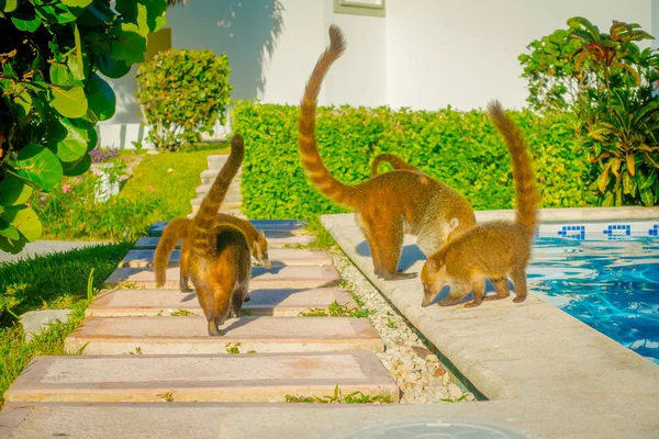 小型哺乳动物的户外观漫步在位于墨西哥加勒比海的卡门海滩酒店内的一个游泳池里, 这个度假区是最受欢迎的旅游胜地。 — 图库照片