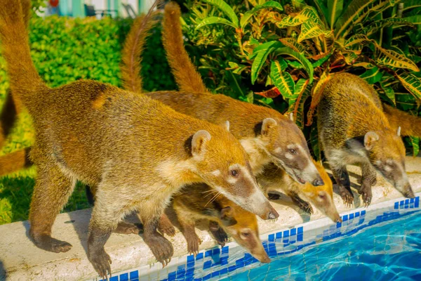 Vista ao ar livre da família de pequenos mamíferos na fronteira de uma piscina pronta para beber água, localizada dentro de um hotel em PLaya del Carmen no Mar do Caribe, no México — Fotografia de Stock