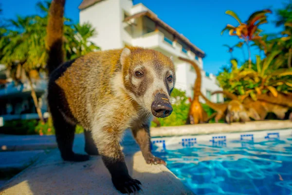 Retrato de um dos pequenos mamíferos andando ao redor de uma piscina localizada dentro de um hotel em PLaya del Carmen no Mar do Caribe, no México, esta área de resort é o destino mais popular com — Fotografia de Stock