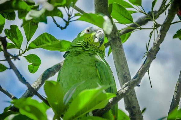 Dziki zielony ptak papuga, w siedlisku przyrodniczego. Zielona duża papuga siedzi na gałęzi. Parrot – Ekwador — Zdjęcie stockowe