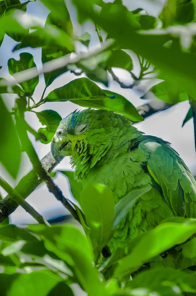 野生の緑のオウムの鳥、自然の生息地で。緑の大きなオウムが枝に座っている。オウムエクアドル — ストック写真