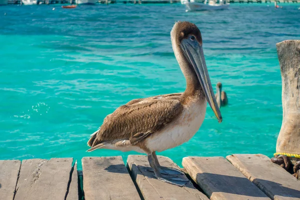 Beautiful brown pelicans over a wooden pier in Puerto Morelos in Caribbean sea next to the tropical paradise coast — Stock Photo, Image