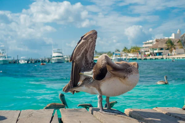 Gyönyörű barna pelikán, mint egy fából készült móló, Puerto Morelos, a Karib-tenger, a trópusi paradicsom-part mellett — Stock Fotó
