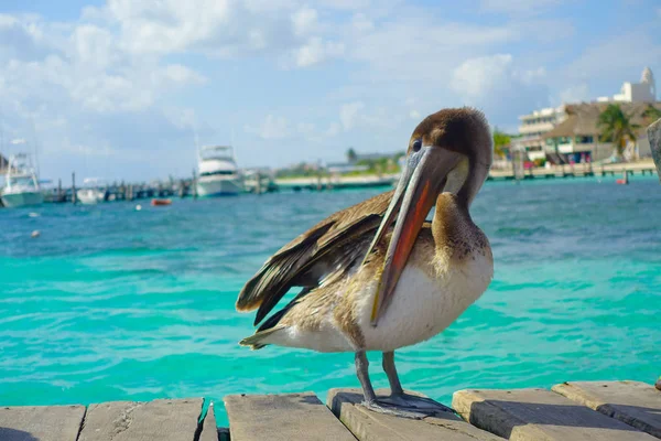 Bruna pelikaner över en träbrygga i Puerto Morelos i Karibiska havet intill kusten tropiskt paradis — Stockfoto