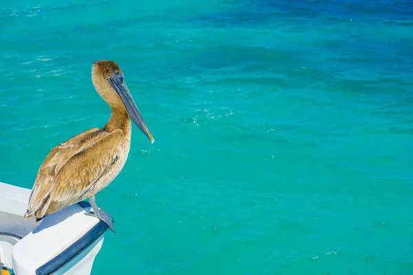 Бурый пеликан, стоящий над лодкой, в Пуэрто-Морелосе в Карибском море рядом с побережьем Парадизе — стоковое фото