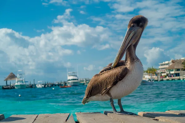 Vackra bruna pelikaner över en träbrygga i Puerto Morelos i Karibiska havet intill kusten tropiskt paradis — Stockfoto