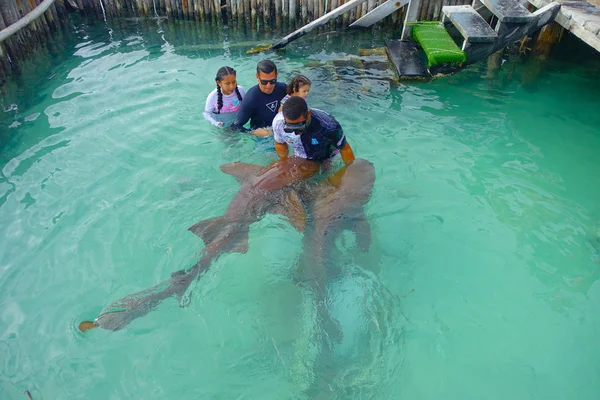 CANCUN, MÉXICO - 10 DE ENERO DE 2018: Hermosa vista al aire libre de turistas no identificados con un entrenador tocando un tiburón durante la demostración en la Isla Mujeres dentro de una pared de madera en el agua durante un — Foto de Stock