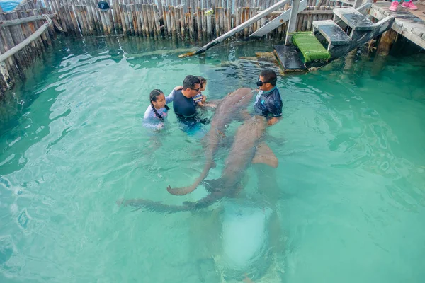 CANCUN, MÉXICO - 10 DE ENERO DE 2018: Hermosa vista al aire libre de turistas no identificados con un entrenador tocando un tiburón durante la demostración en la Isla Mujeres dentro de una pared de madera en el agua durante un — Foto de Stock