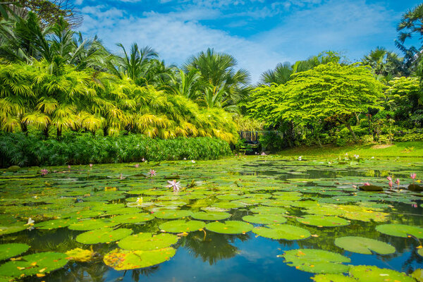 Открытый вид на красивый сад с искусственным озером с множеством подушек Lily в воде, расположенный в Marina Bay Sands, в Сингапуре
