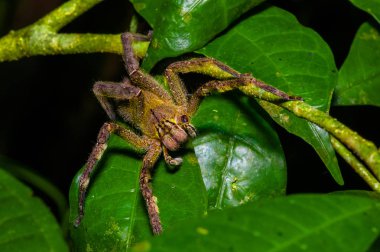 Venomous wandering spider Phoneutria fera sitting on a heliconia leaf in the amazon rainforest in the Cuyabeno National Park, Ecuador clipart